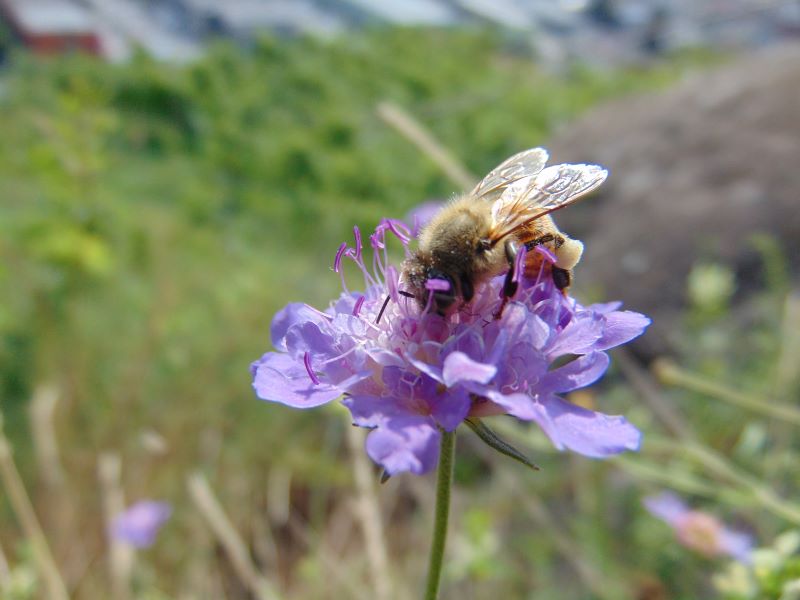 Ape con polline su fiore