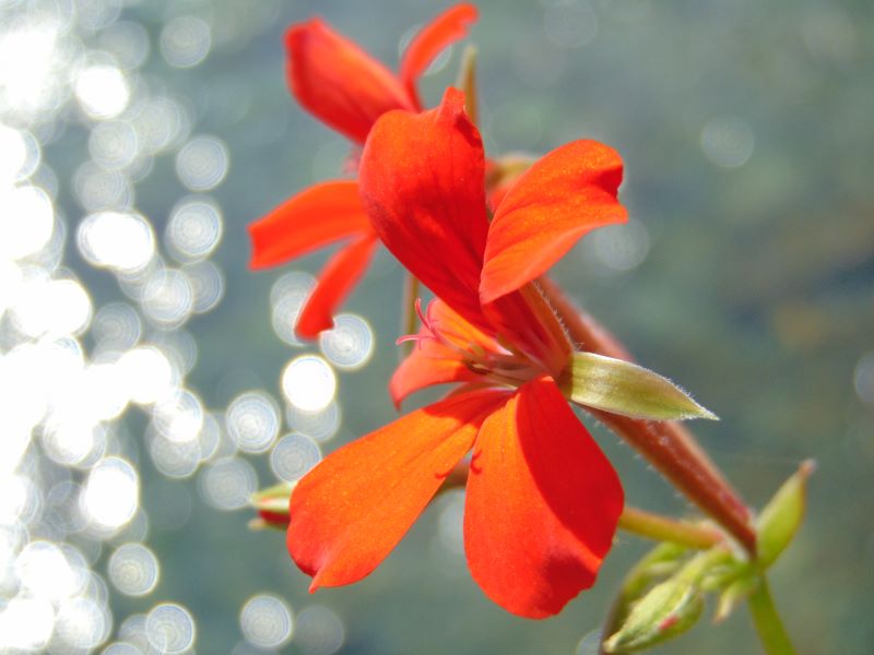 Fiore rosso su torrente Bitto