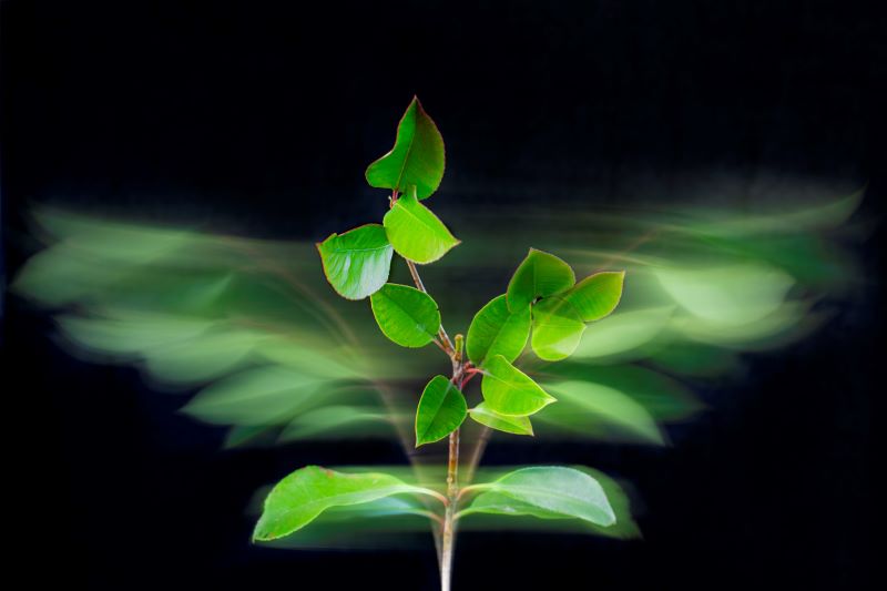 La danza della natura 1