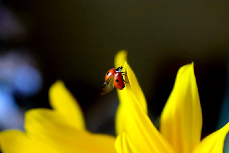 Fortuna e girasole