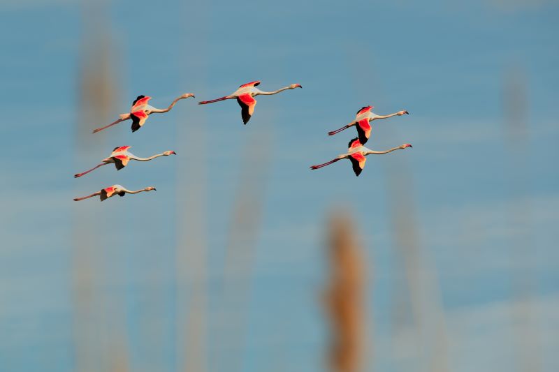 Frecce tricolori