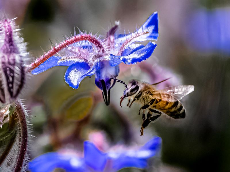 Ape su fiore di Borrana