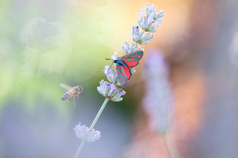 Ape e zigenide su lavanda