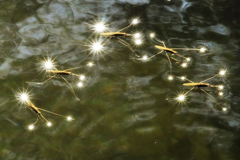 costellazione in acqua