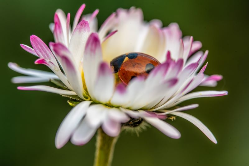 Il sonno della coccinella