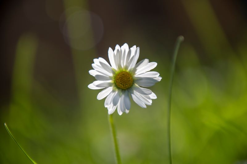 Margherita solitaria