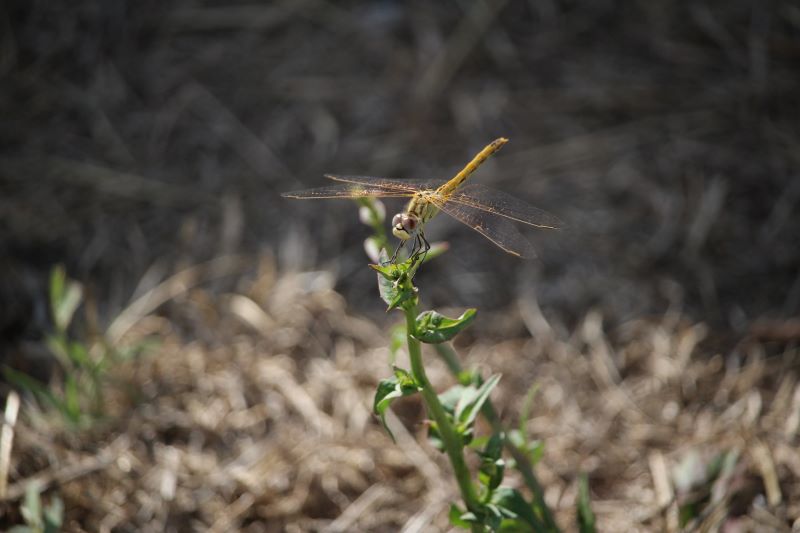 Libellula