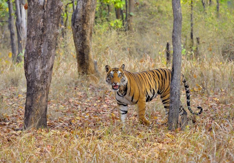 Bengal tiger