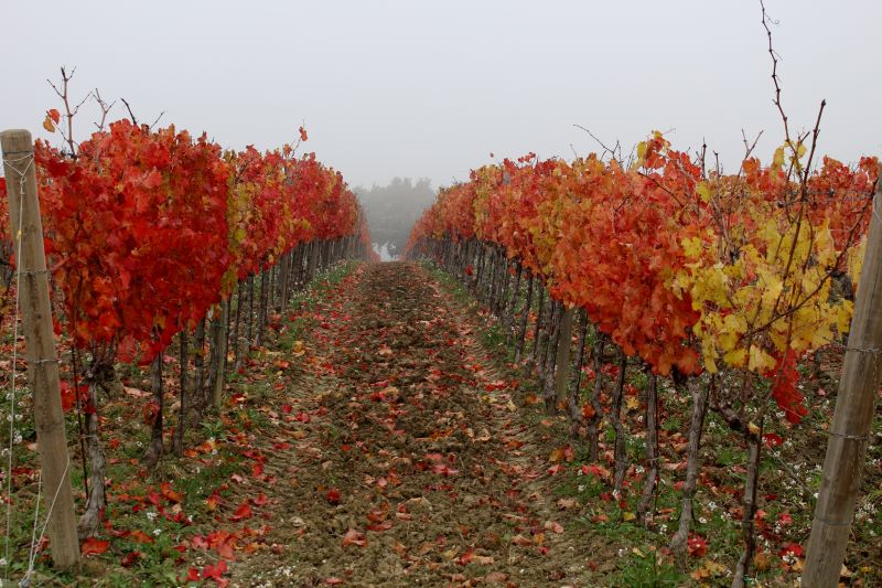 Filari d'autunno