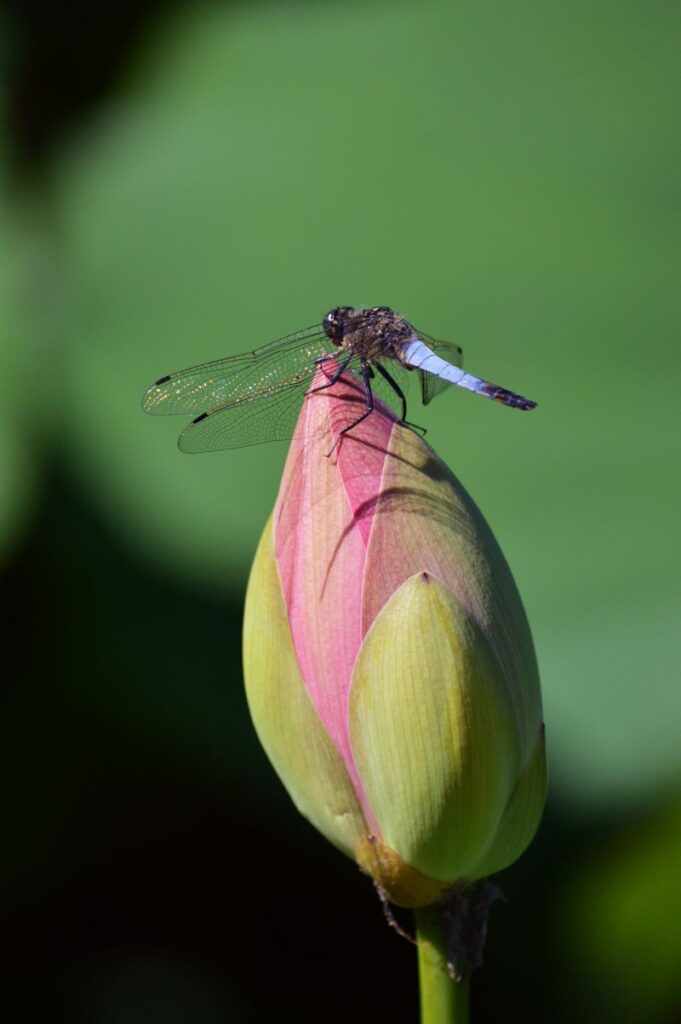 Naturale coesistenza