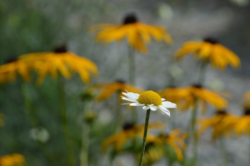 Diversamente bella