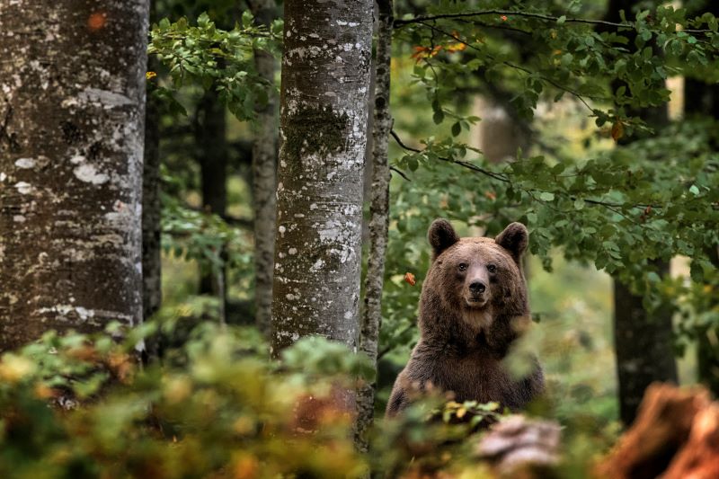 Orso curioso