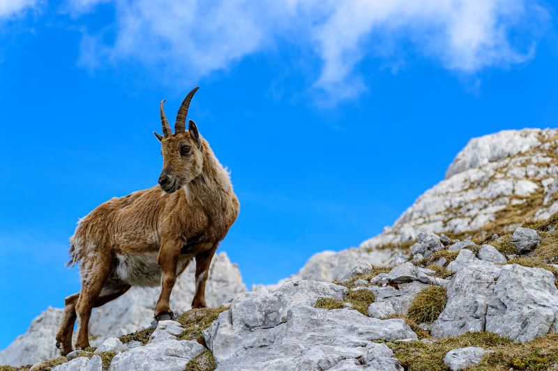 Stambecco in posa per la foto