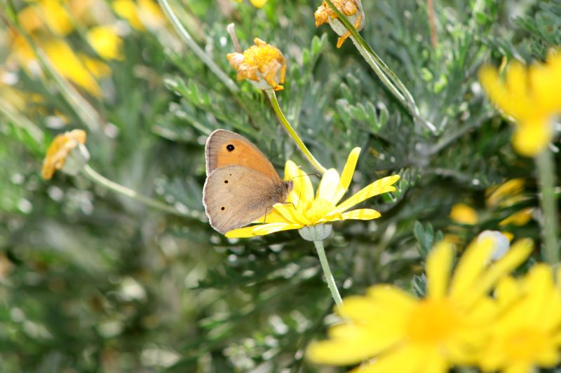 farfalla sul fiore