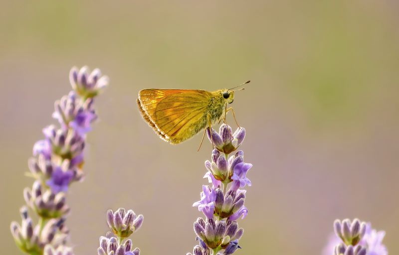 lavanda