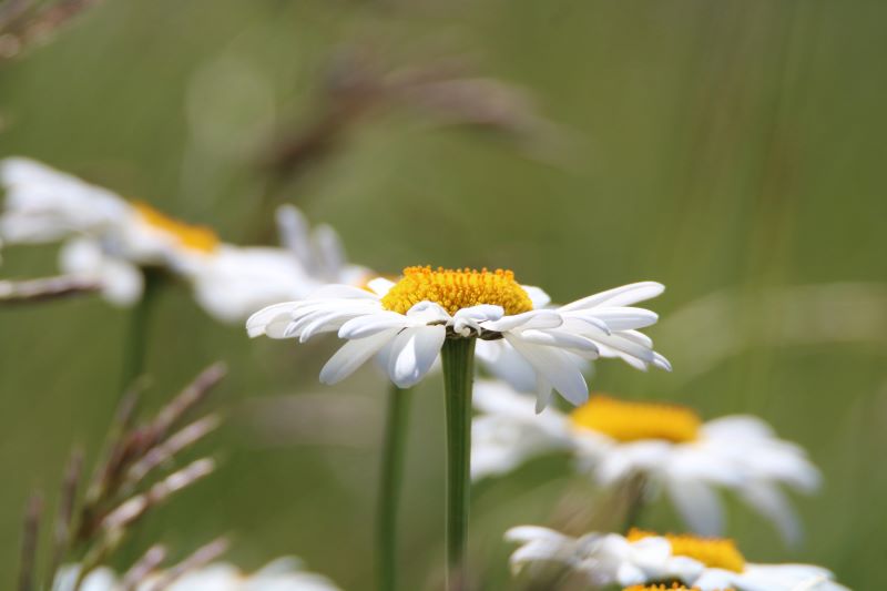 Primavera