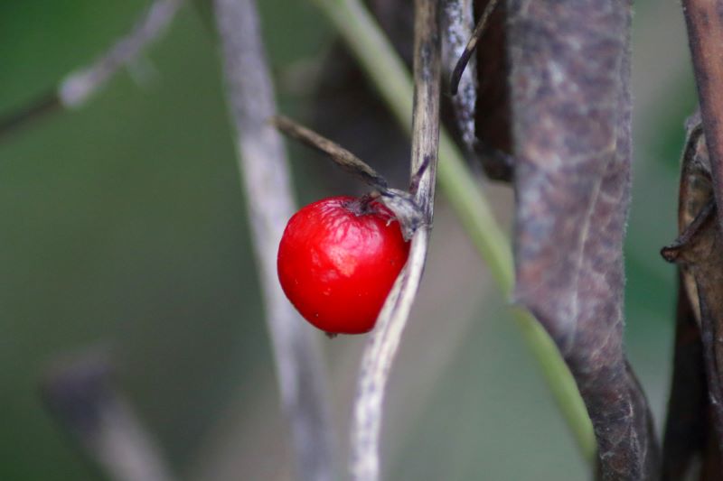 Rosso d'autunno