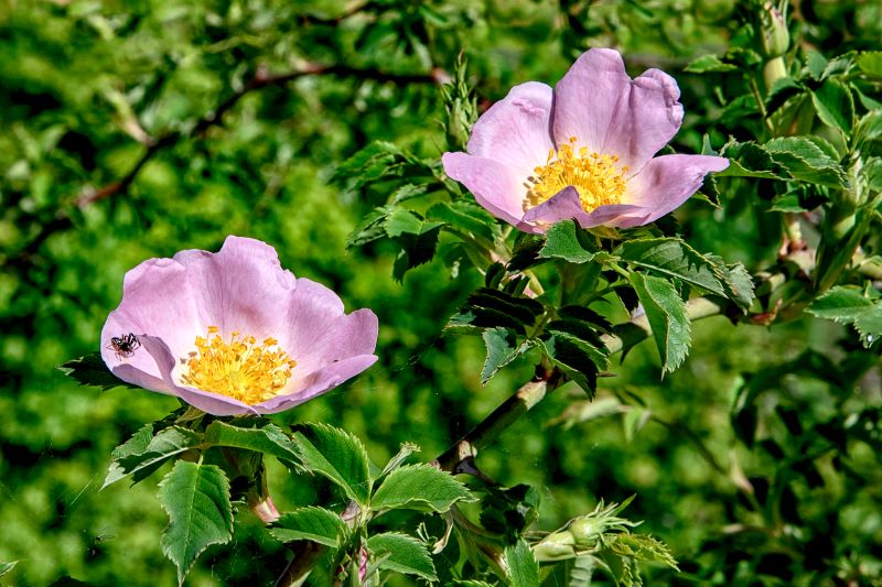 Risvegli di Primavera