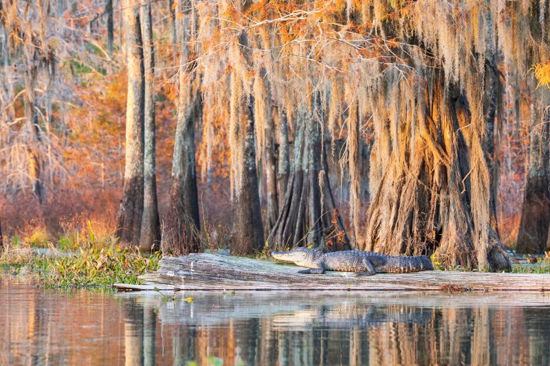 Nelle Paludi della Louisiana