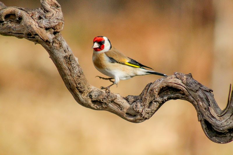 Cardellino con i colori dell'autunno