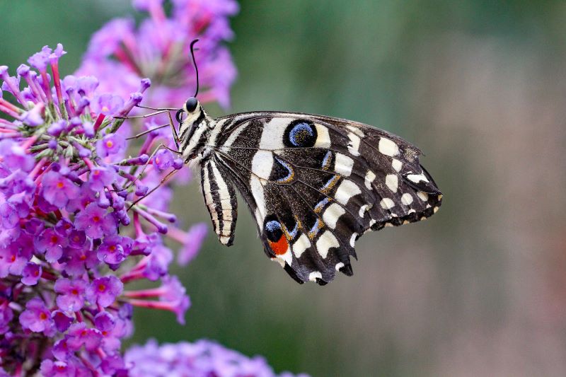 Farfalla macaone posata su una bellissima pianta di Buddleia