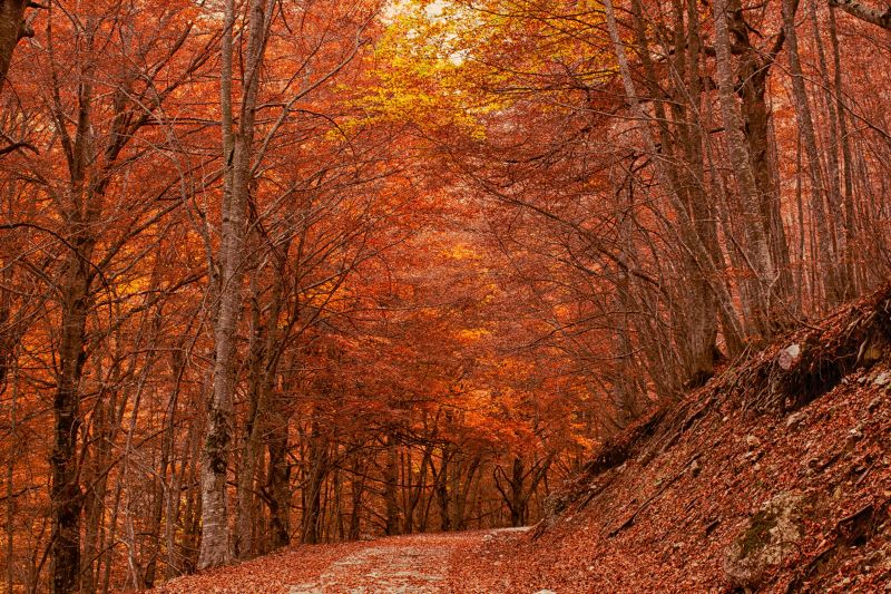 L'abbraccio caldo dell'autunno