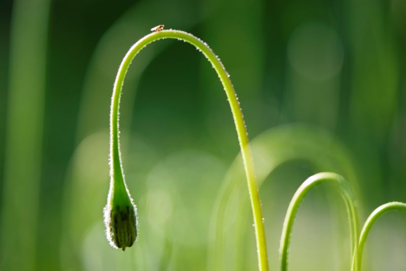 Archi nel verde