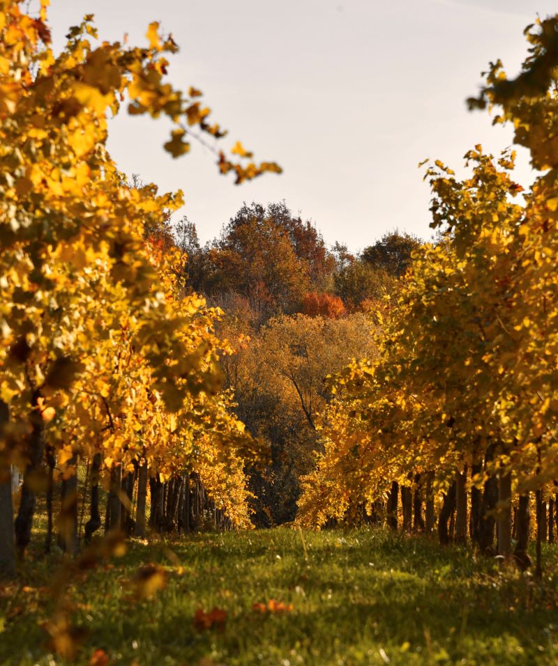 autunno tra le vigne