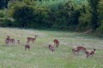 Tra i fiori…