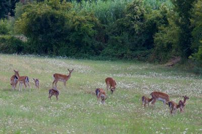 Tra i fiori…