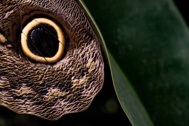Occhio di serpente su ala di farfalla