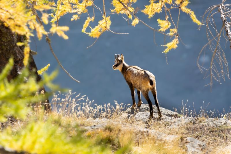 Autunno nel Gran Paradiso