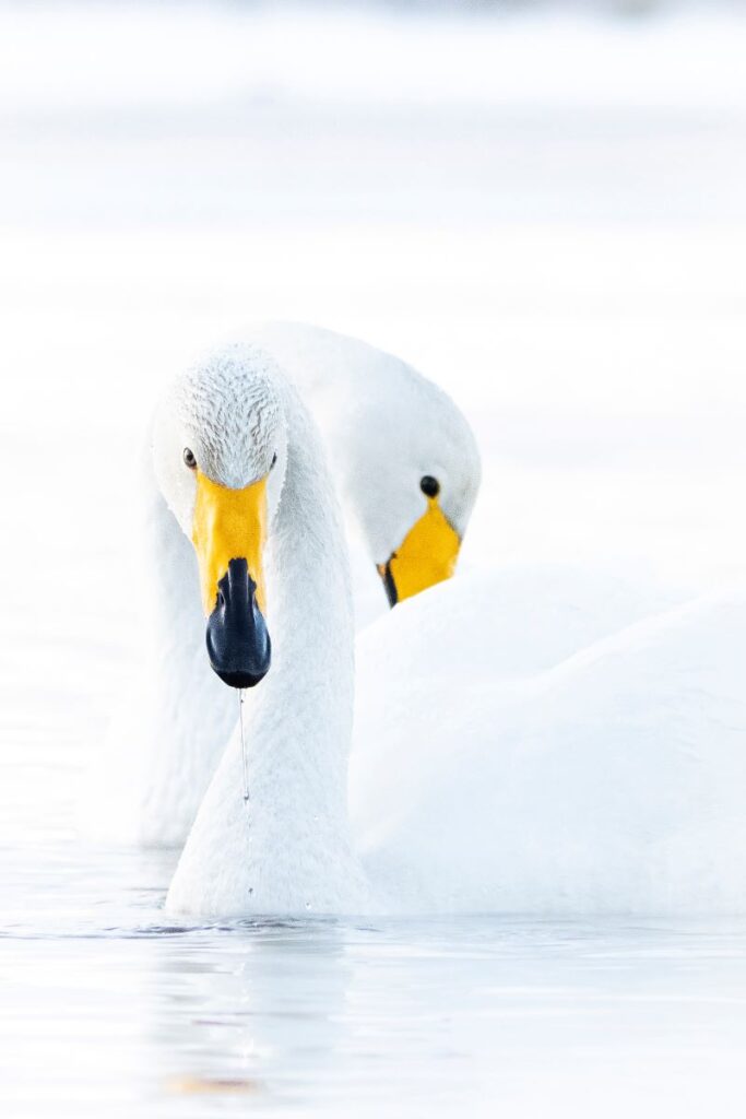 tutto bianco