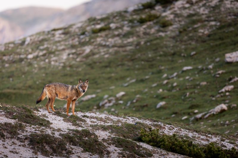 Lupo appenninico