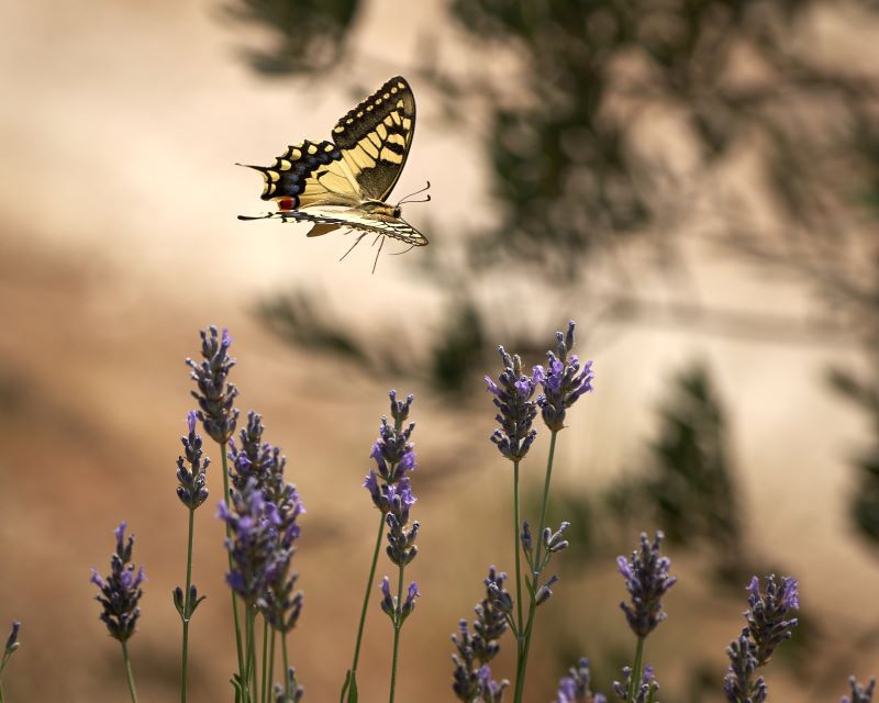 Felicità tra la lavanda