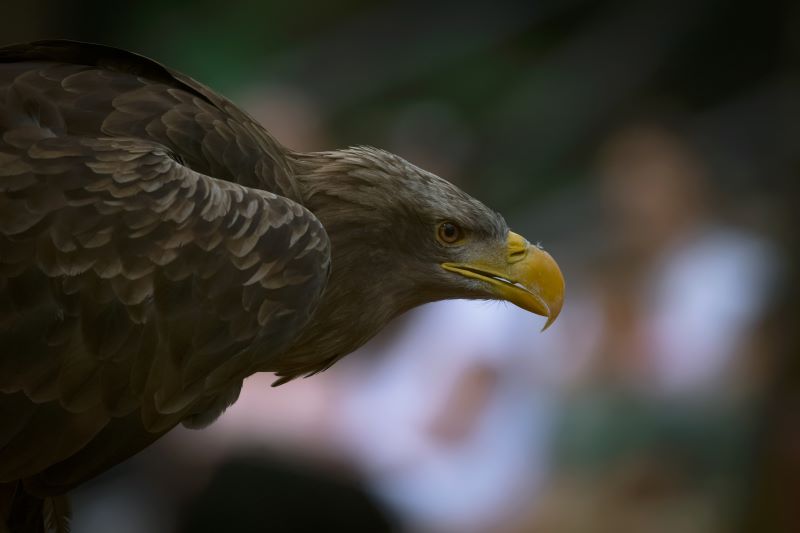 lo sguardo pericoloso della natura