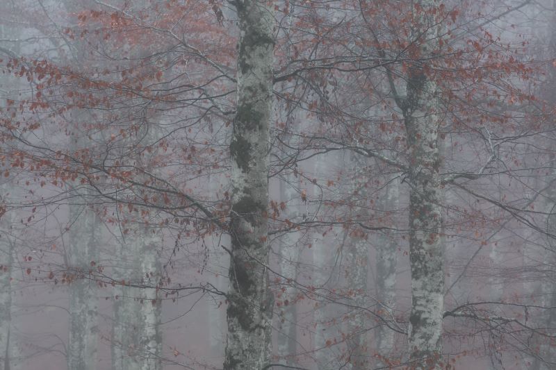 Nella nebbia