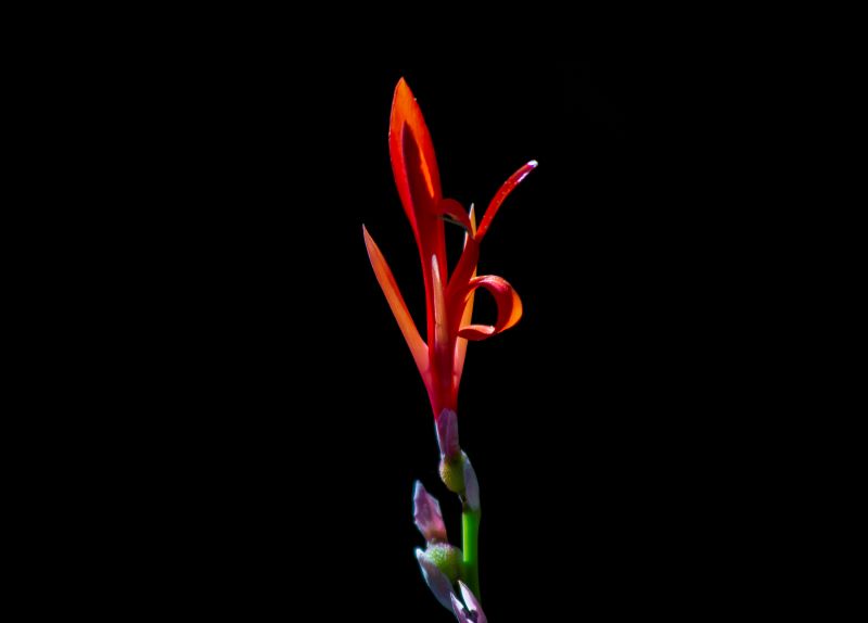 Canna Paniculata in rosso