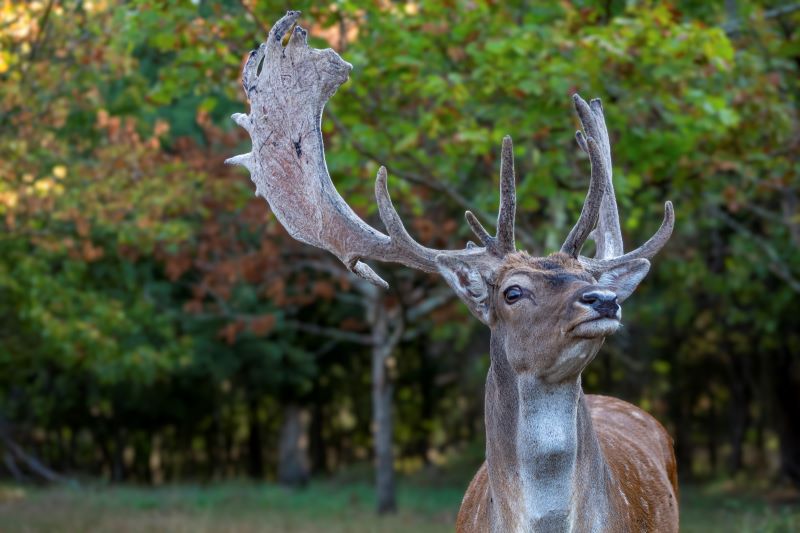 Occhi della natura