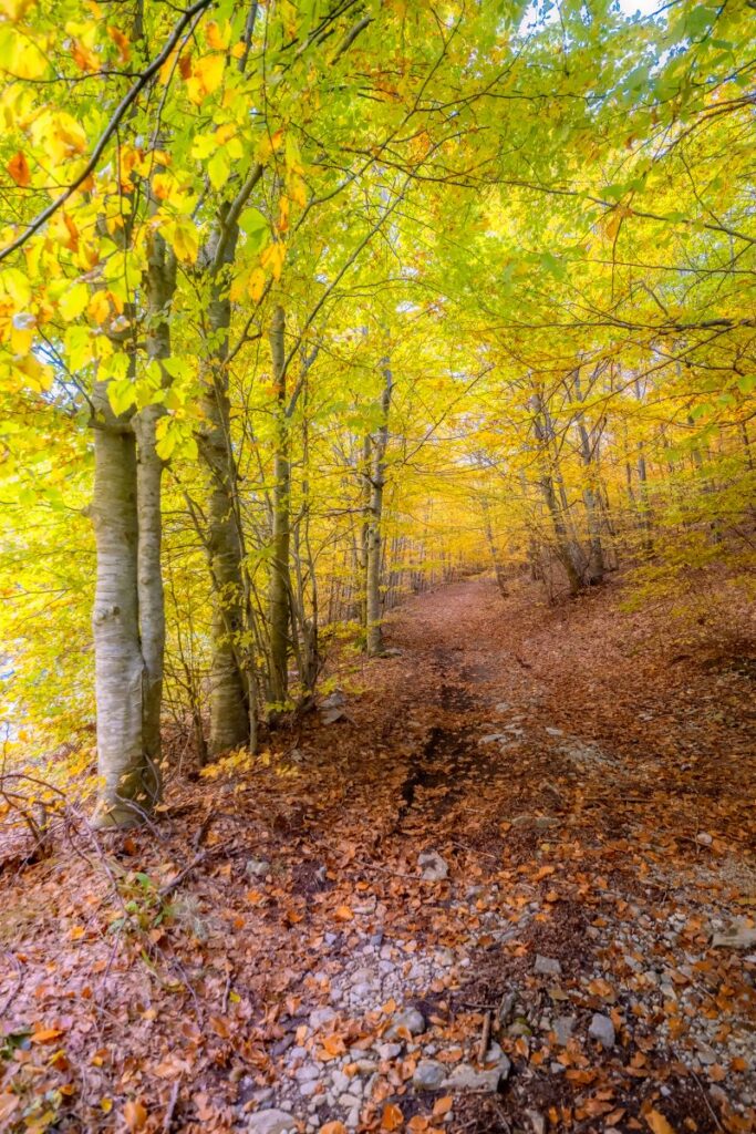 La magia dell'autunno