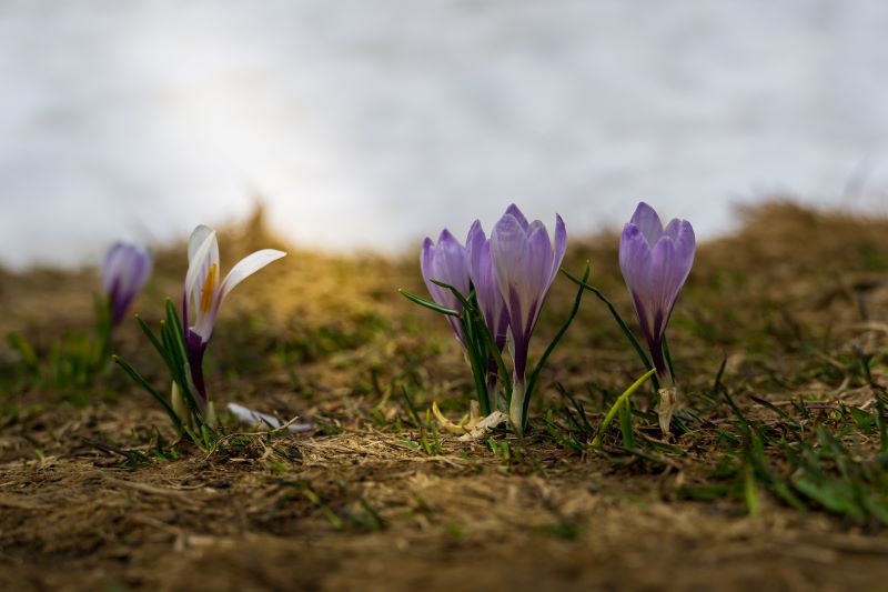 Raggio di Primavera