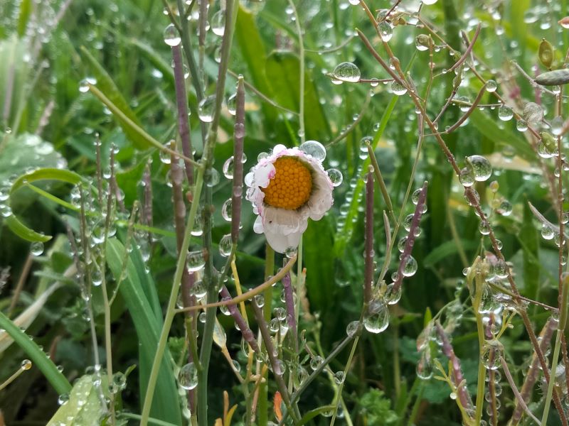 è quasi primavera