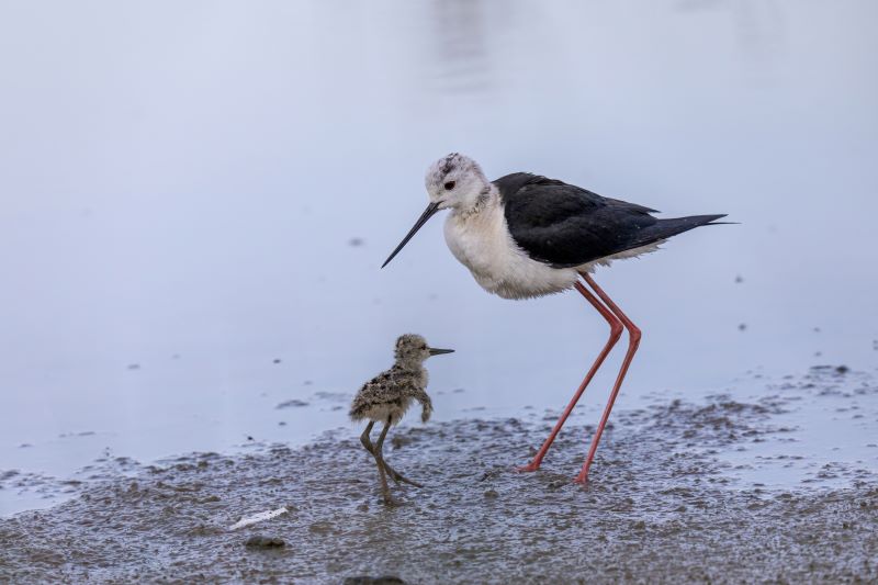 Genitori e figli