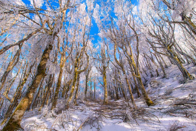 Foresta di Ghiaccio