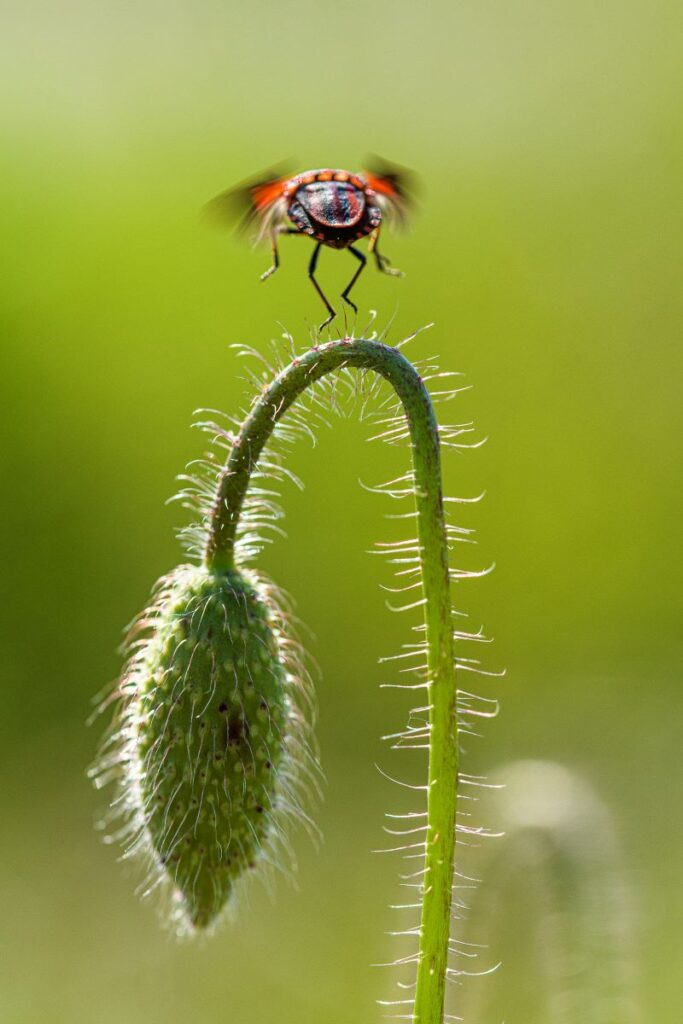 In volo sul papavero