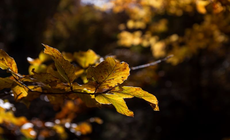 Il bosco va in letargo