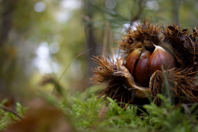 Castagne