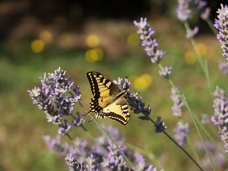 il risveglio della natura