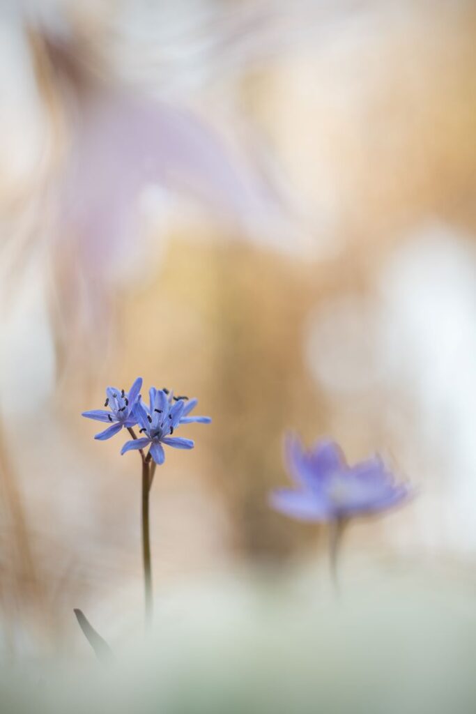 La danza della primavera…