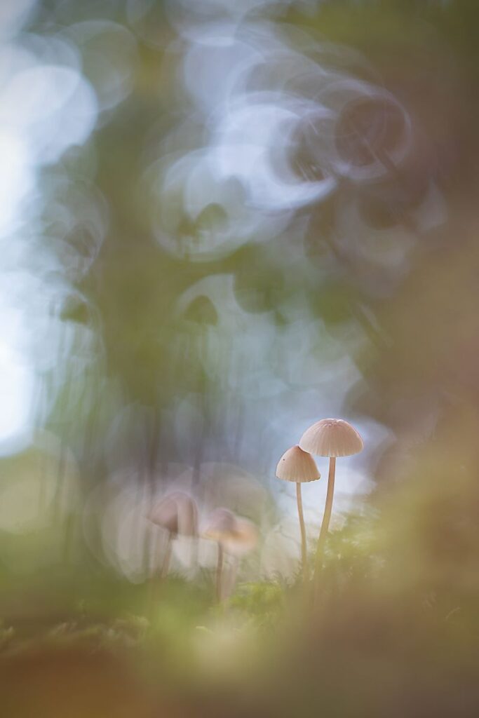 Autumn for two…